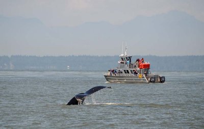 Adventure Boat with Flukes