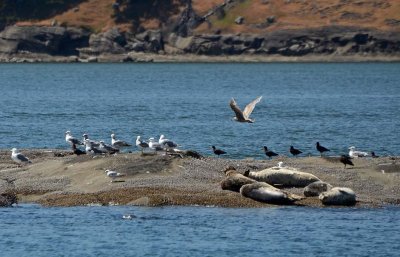 Oyster Catchers, Seals, and Gulls