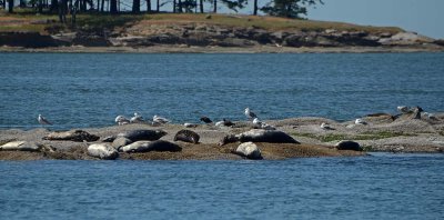 Seals on Small Island