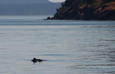 Harbor Porpoise