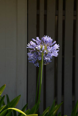 Lily Of the Nile (Agapanthus)