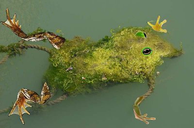 Seaweed Frog