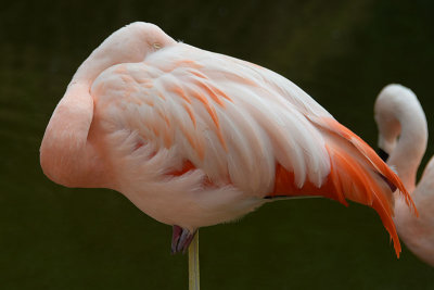 Flamingo Feathers - with tail