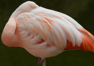 Flamingo Feathers