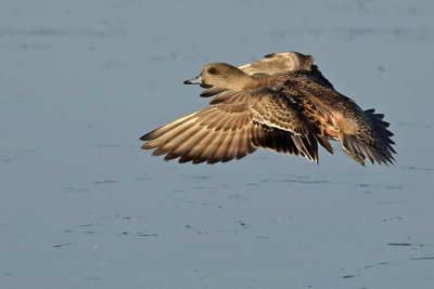 Wigeon in Flight