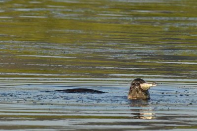 Otter Eating Fish