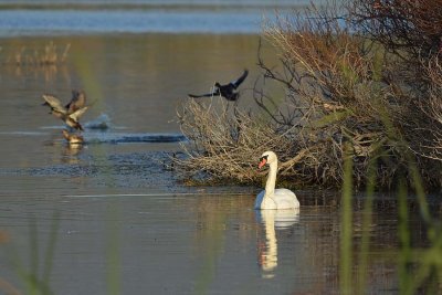 Swan with DucksTaking Off