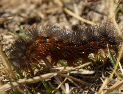 Caterpillar Feet