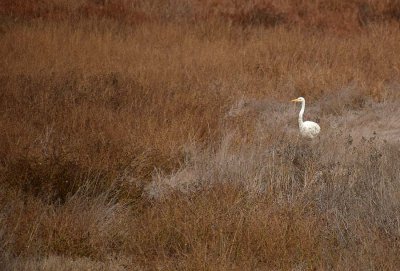 Great Egret