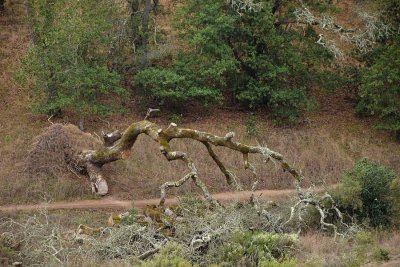 Fallen Tree From Afar