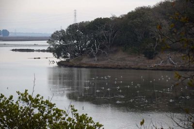 Avocets and Gnarly Trees