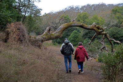 Under the Fallen Tree