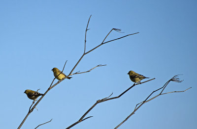 Three Goldfinches