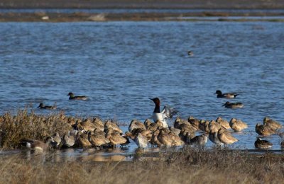 One Canvasback Stands Tall