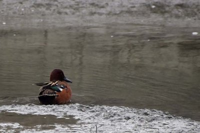Cinnamon Teal Showing His Color