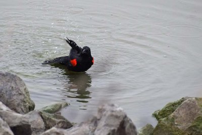 Red-winged Blackbird Bath