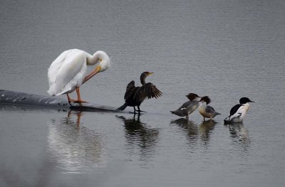 Pelican, Cormorant, & 3 Mergansers