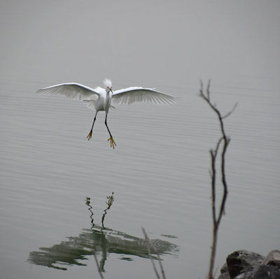 Snowy Egret Floating In