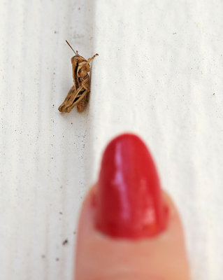 Grasshopper's Size