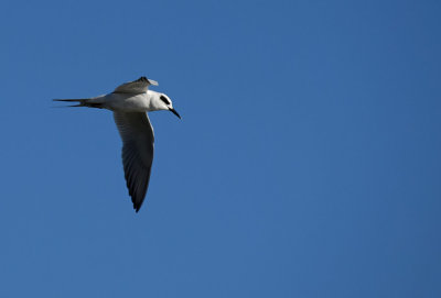 Lone Tern at the Ponds