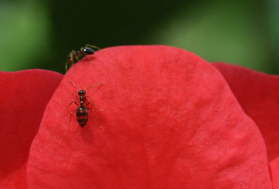 Macro of Ants