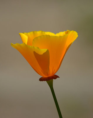 Solitary California Poppy