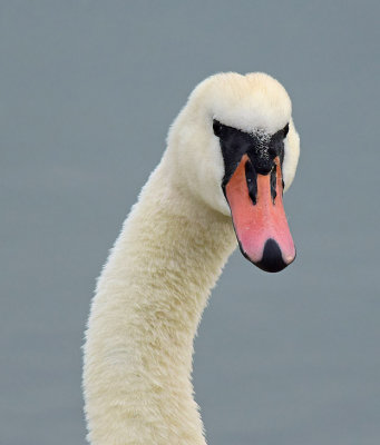 Face of A Wild Swan