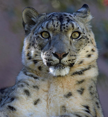 Snow Leopard Glare