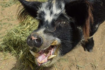 Big Smiling Pig