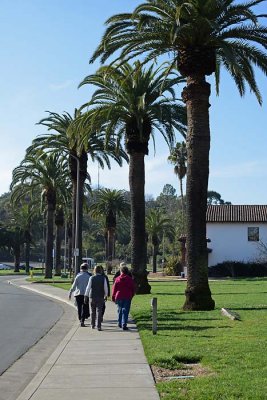 Sidewalk By The Palms