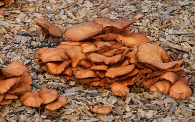 Chanterelle, or Possibly Poisonous Jack O Lantern