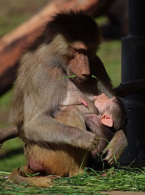 Nursing Mother Eats