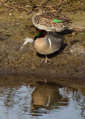 Green-winged Teal Couple
