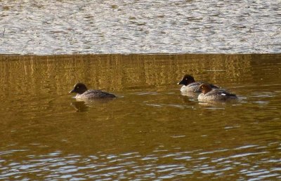 Female Common Goldeneyes