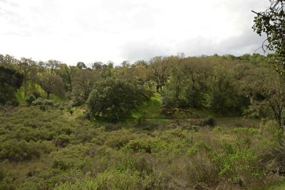 Looking Across To The Path