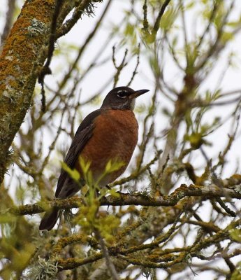 American Robin