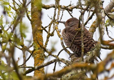 2/17/16: Female Northern Flicker