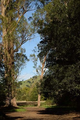 Euclyptus Entrance To The Meadow