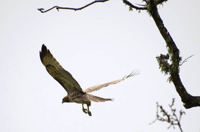 Red Tailed Hawk Takes Flight