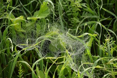 Hanging Webs