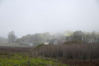 3/2/16: Foggy Meadow