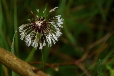 Wet Weed