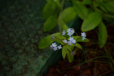 Forget Me Nots