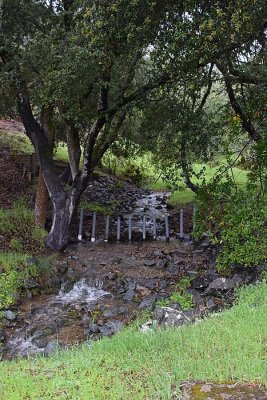 The Creek Runs Through