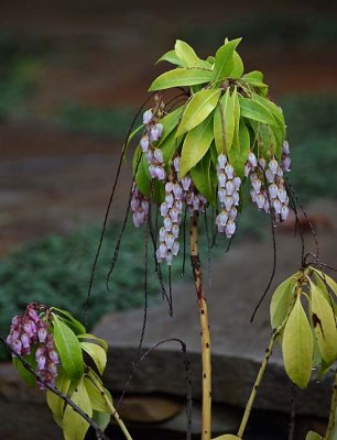 Lily of the Valley Bush - Temple Bells