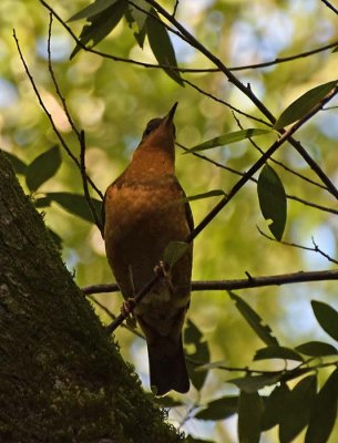 Varied Thrush 2