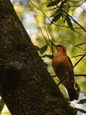 Varied Thrush