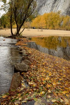 Wave of Leaves