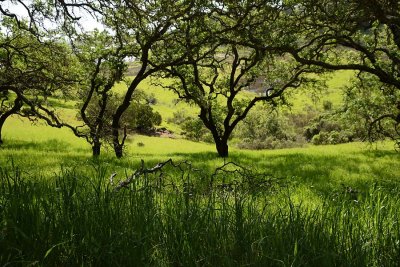 Dead Branch In Grass