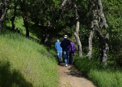 Through The Grass To Trees